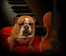 dog symphony violin piano cello