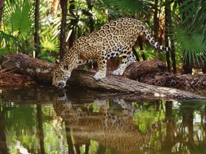 Belize jaguar taking a refreshing drink. 