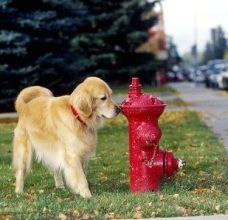 Golden retriever checking fire hydrant.