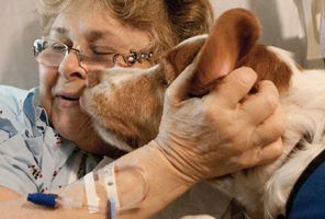 Pet-Therapy-dog-in-hospital-thumb
