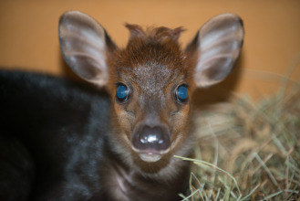The black duiker is a forrest-dwelling antelope
