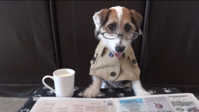 Jesse the Jack Russel increased his fame on the Late Show!