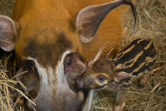 Two red river hog piglets were born this month!
