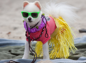 surf dog loews beach