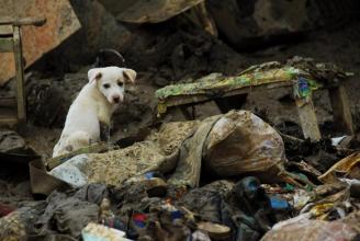 A dog left in the Philipiines' ruins