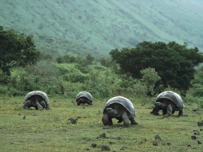 Galapagos tortoises are the biggest kind of tortoise in the world!