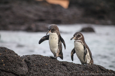 Galapagos penguins, like other kinds, mate for life