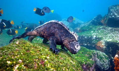Marine iguanas defy regular reptile expectations of being land-dwellers