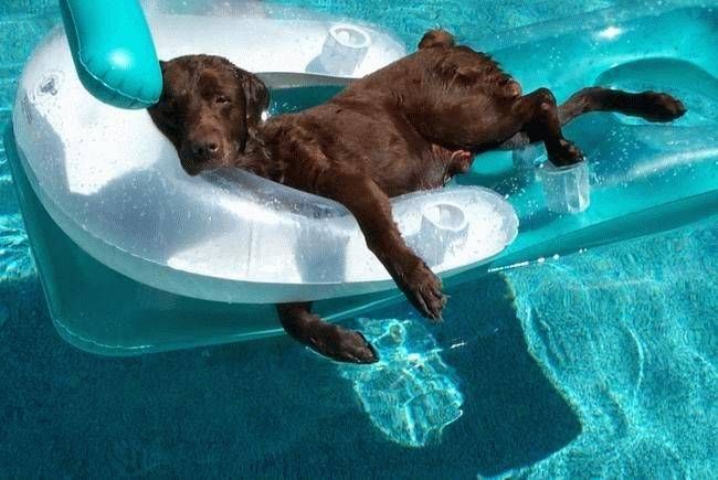 wet chocolate lab lying on a pool float