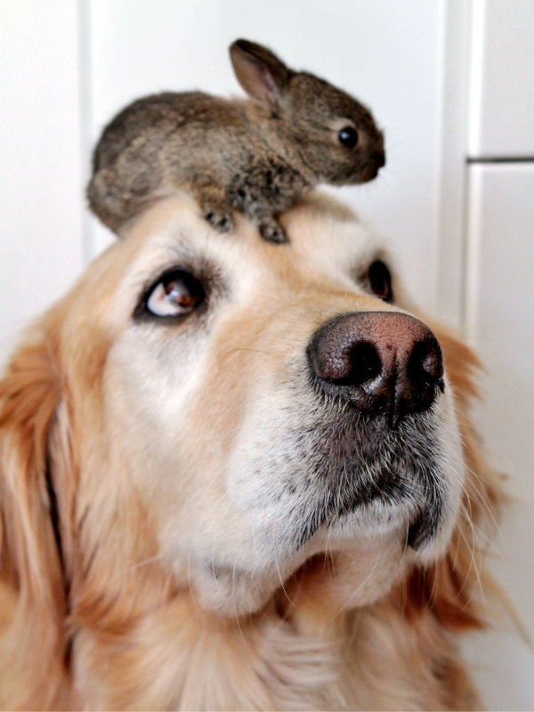 ab-dog-and-rabbit.jpg
