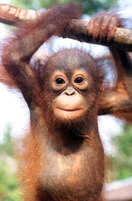 orang_utan_babies of beautiful dangerous animals beautiful african rainforest animalspictures
