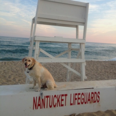 nantucket dog lifeguard beach