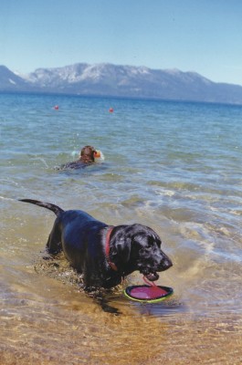 Happy-Labs-Willie-and-RJ-frolic-on-the-shore-of-Lake-Tahoe-home-to-Camp-Winnaribbun-265x400