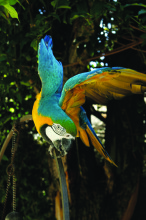 A Macaw stretches its wings on at the Playboy Mansion