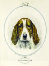 Another of Marguerite Kirmse fabulous dog portraits