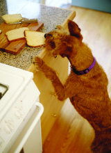 Over 40% of Pets Are Overweight: It’s Time To Take Control of Canine Counter Cruising