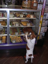 A pooch paws at some Louisiana delicacies
