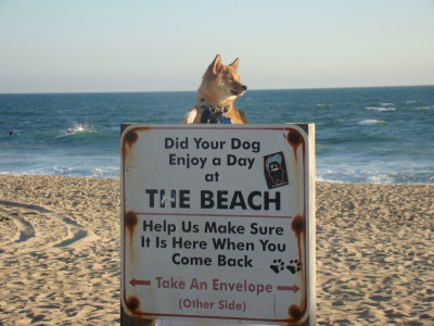 Huntington Beach, dog on beach, sign