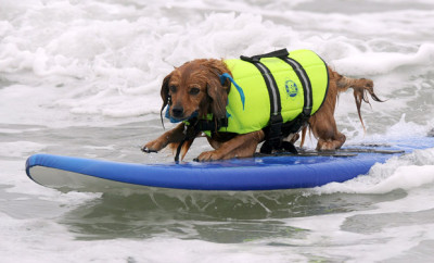 All beaches should be dog friendly beaches! Surfs up dude!