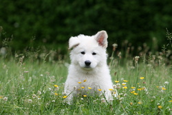 white shepherd puppy