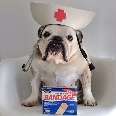 First-Aid-Dog