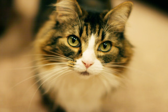 Your cat's whiskers are attached to nerve endings!