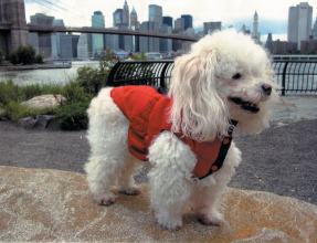 Duque's line of doggie vests and jackets are the ideal accessory for the ultra-chic pooch on a cold or rainy day.