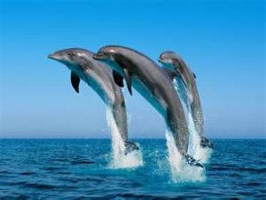 Dolphins squeal for help - support Ric O'Barry's http://savejapandolphins.org