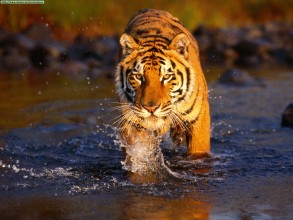 Tiger Tourism Ban Lifted in India