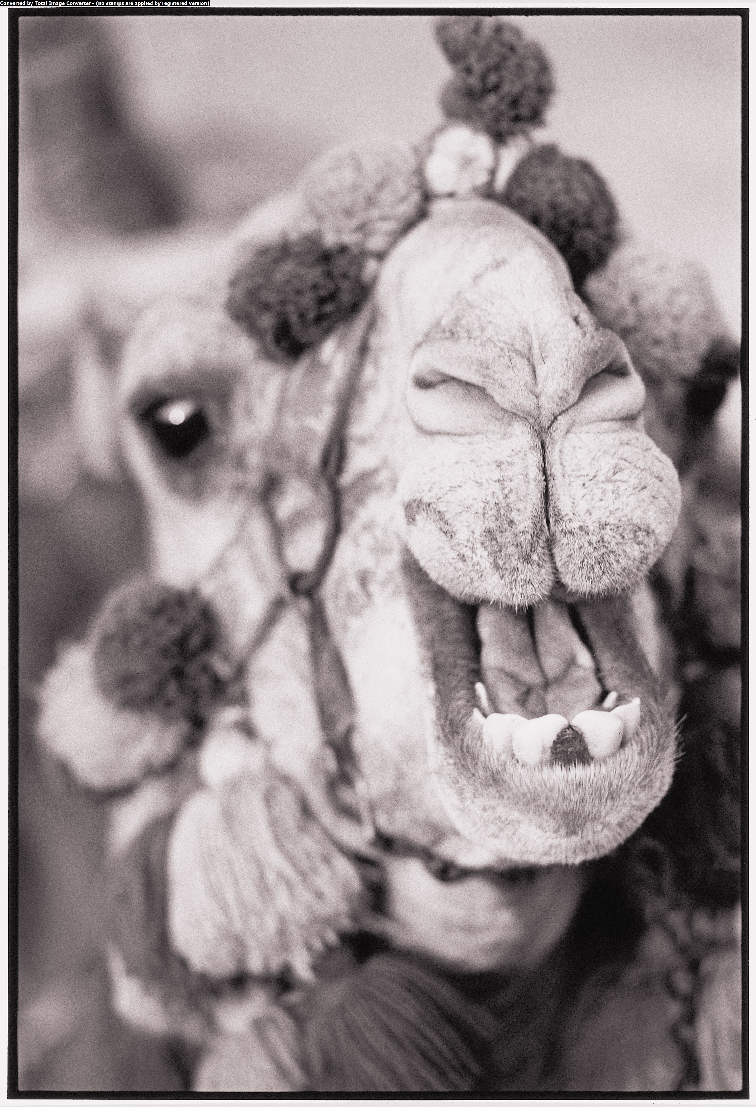 A Christmas Camel - The Wild and the Beautiful: Patrick Demarchelier