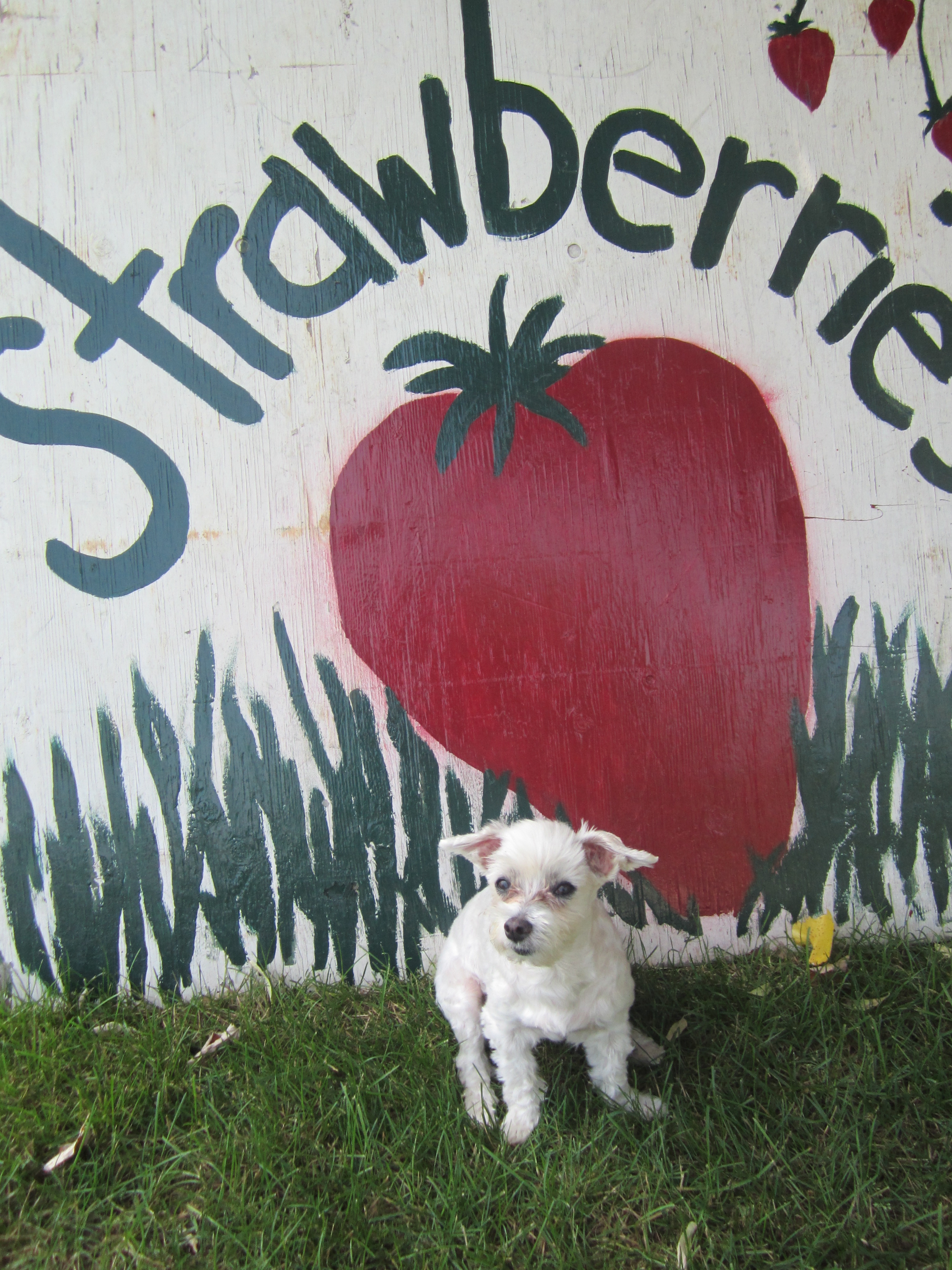 Strawberry Fields Forever! Strawberries are a dog's delight