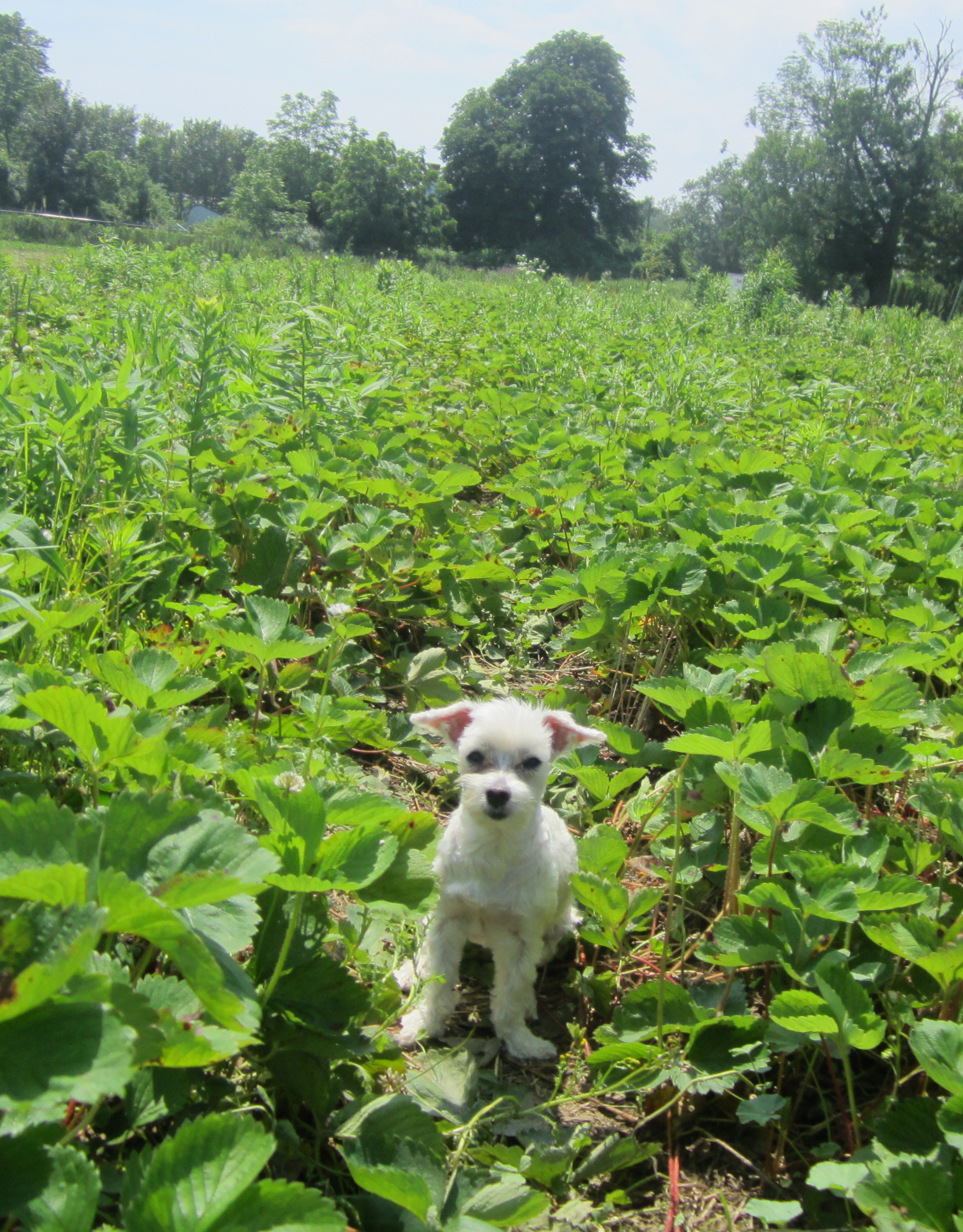 Strawberry Fields Forever! Strawberries are a Dog's Delight!