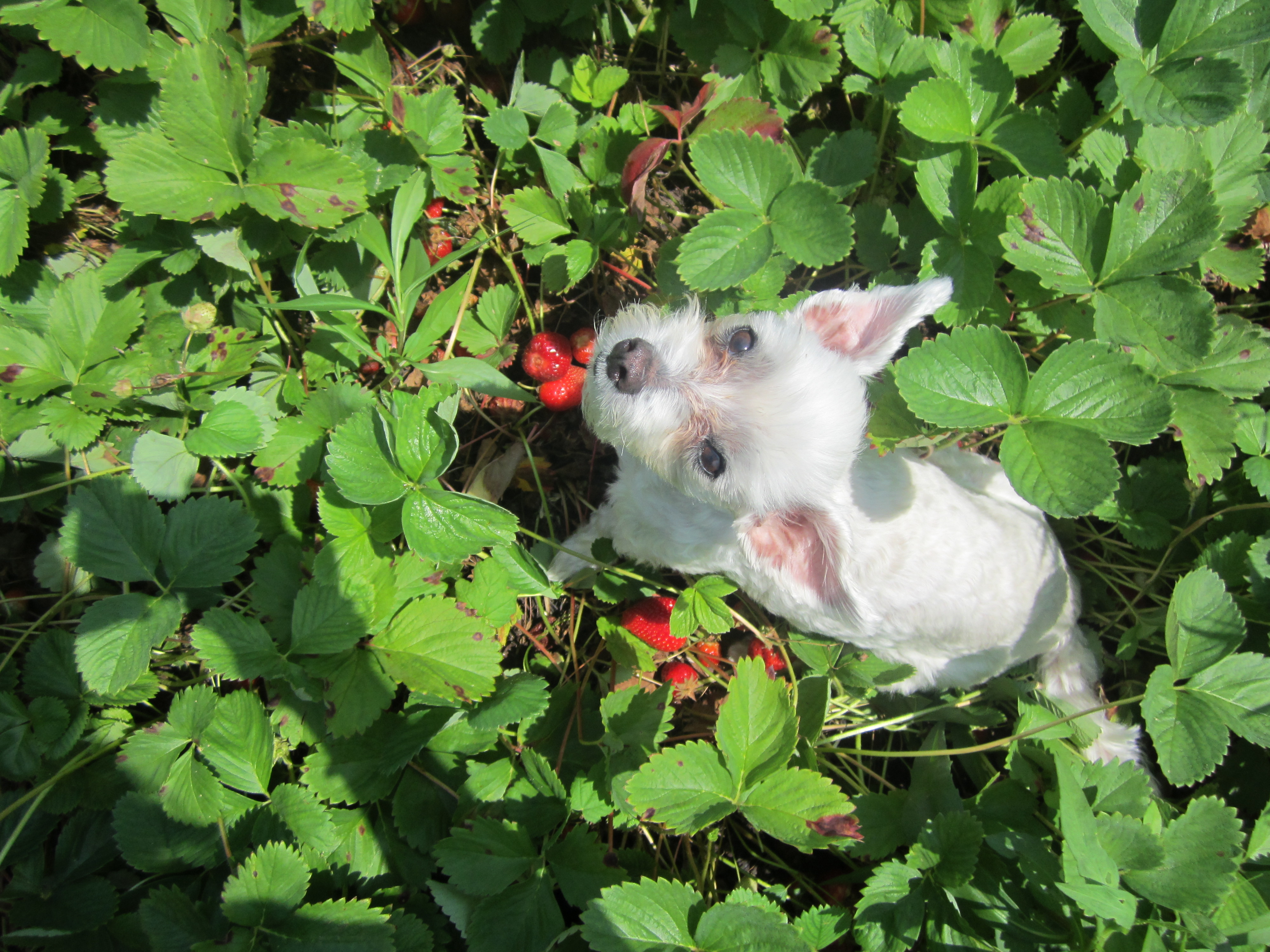 Strawberry Fields Forever! Strawberries are a Dog's Delight!