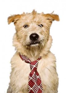 dog, doggie tie, business dog, father's day, animal fair, Wendy Diamond