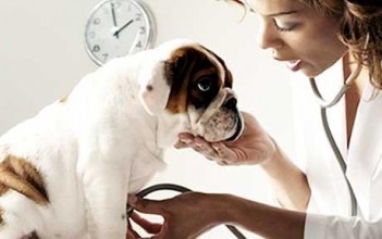 Planning for Veterinary Exams