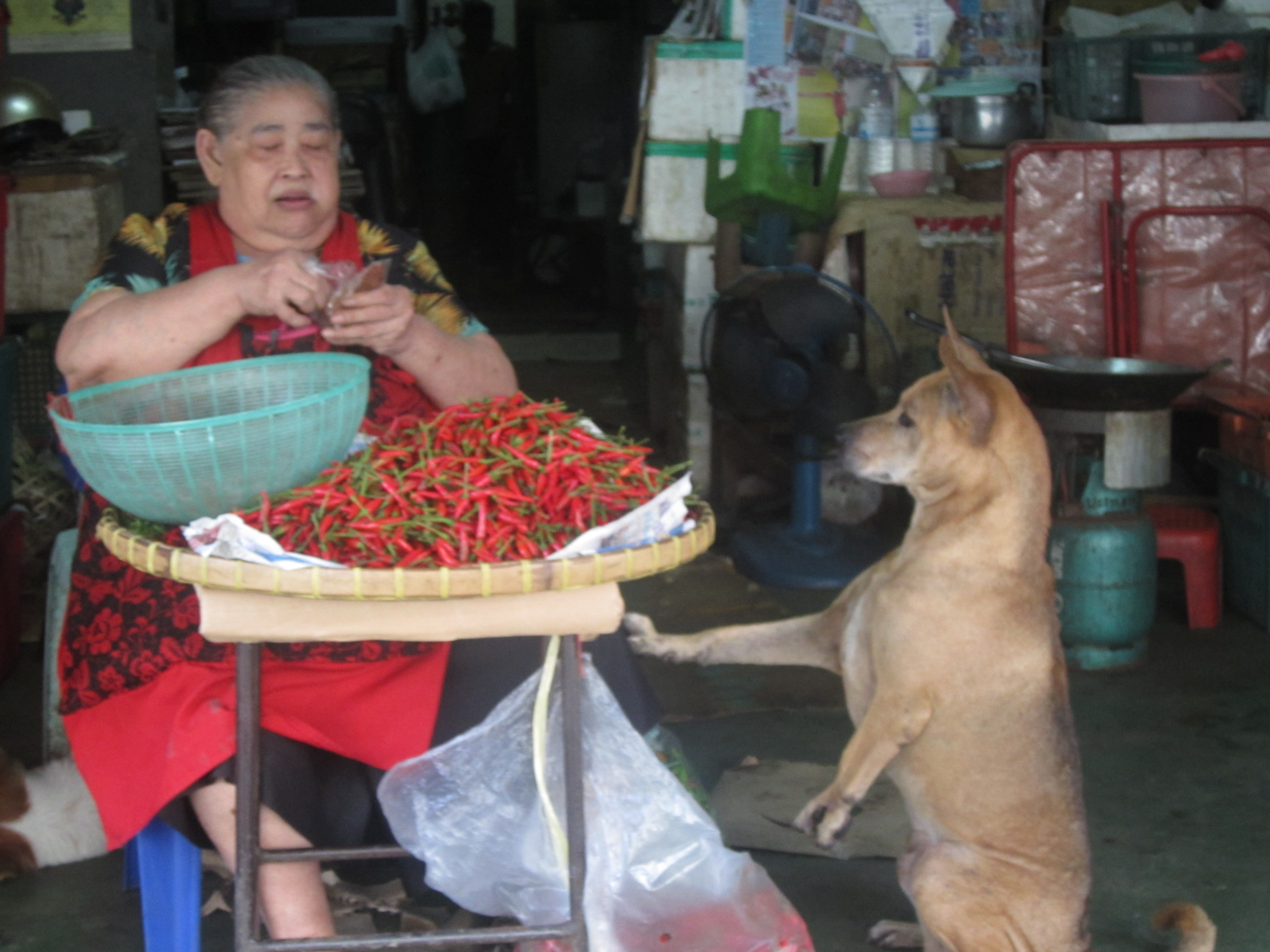 Bangkok , Thailand - Homeless Dog begs for Food