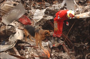 Search and Rescue Dogs - 9/11 Heroes