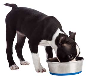 What's in your Dog's bowl?
