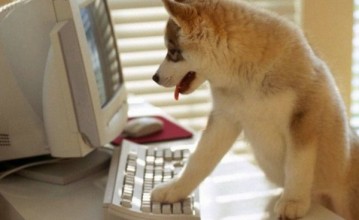 dog_checks_computer-600x367