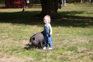 A lovely pig up for adoption - Pig Placement Network