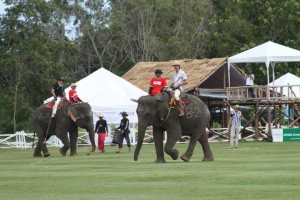 Endangered Elephants in Thailand - Playing Polo to survive