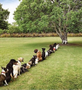 The Funniest Dog photo - Dogs in line for the toilet tree!