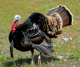 Adopt a turkey on the farm and save one from the table!