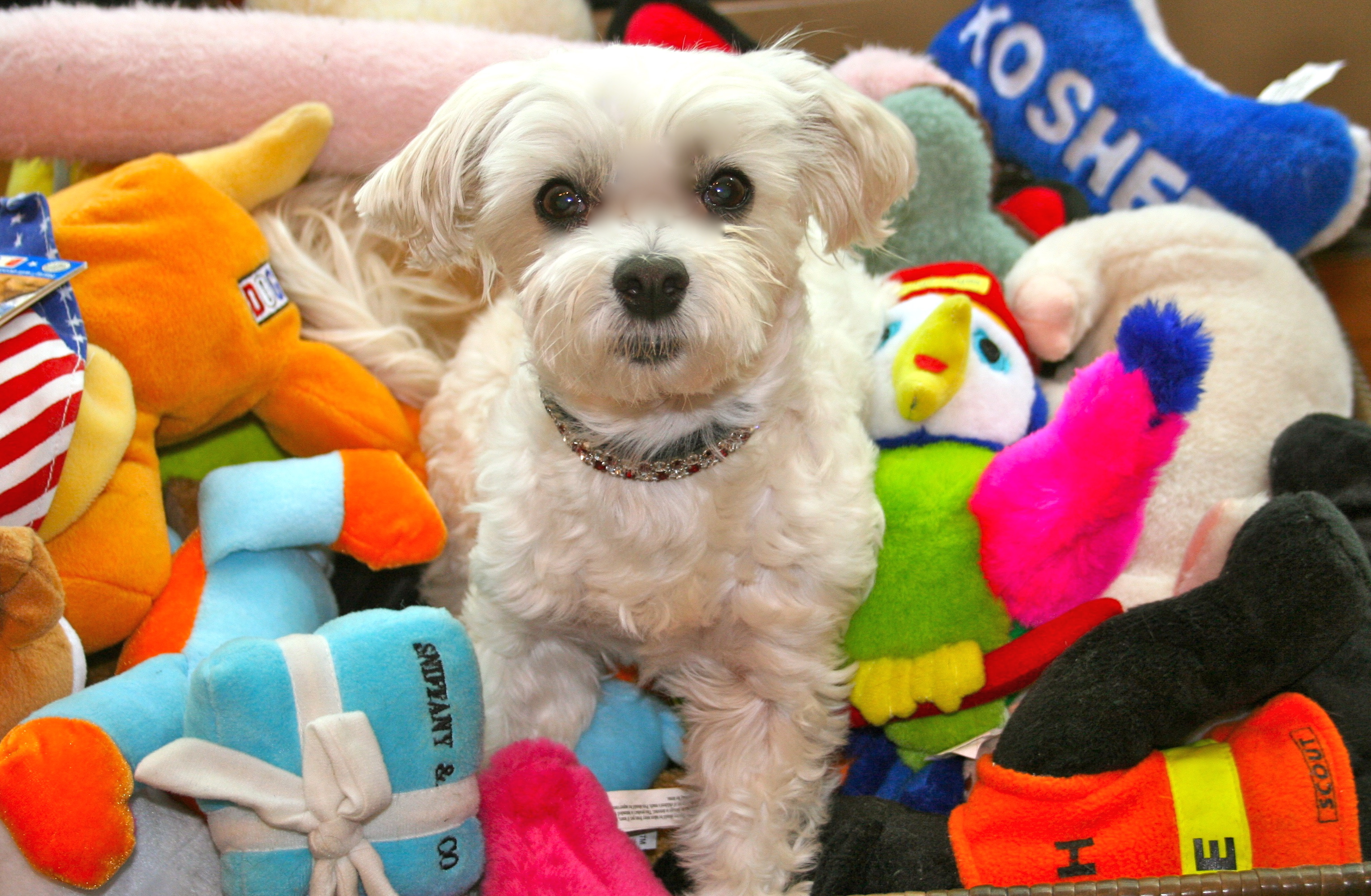 Lucky's Dog Toy collection!
