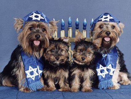 Happy Hanukkah Dogs!