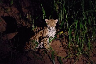 Jaguar as seen in the Peruvian Rainforest