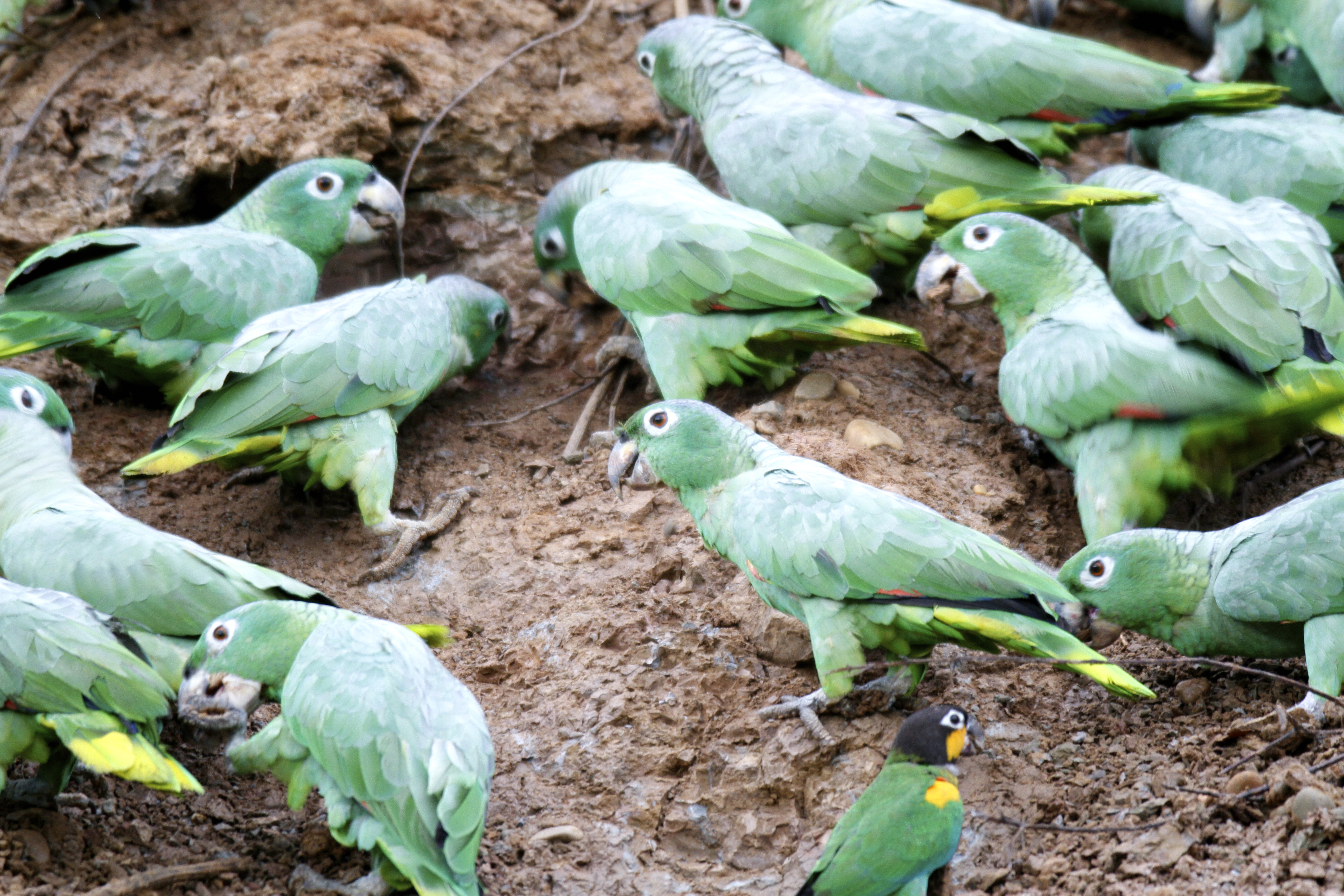 Macaw parrots feasting on clay