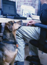 A dog can be a perfect work-day companion