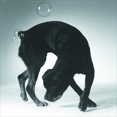 Black dog sniffing bubb