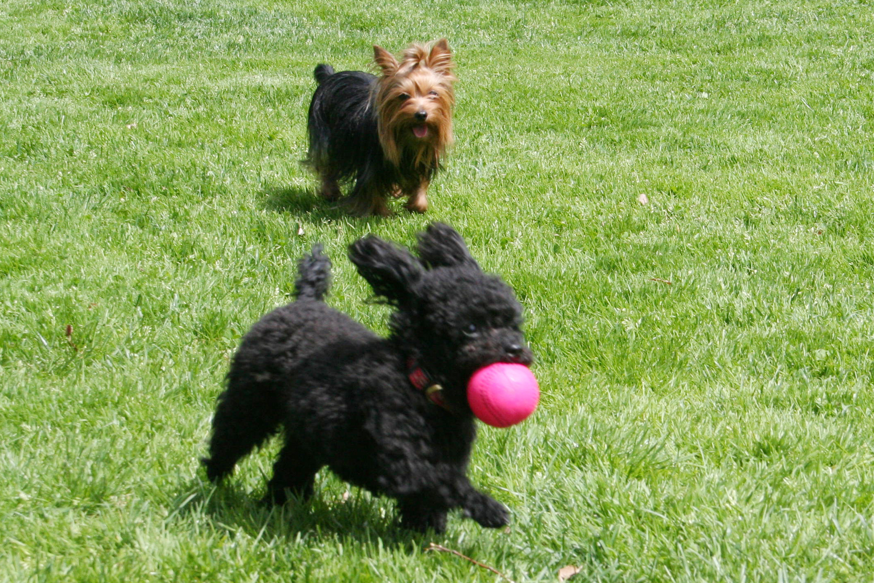 Two dogs run through the part with a pink ball